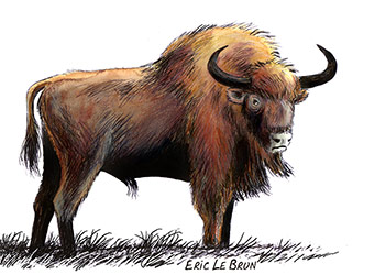 bison-des-steppes-dessin-lebrun