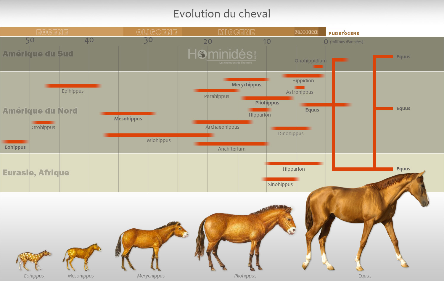 Le Cheval à la préhistoire Hominidés