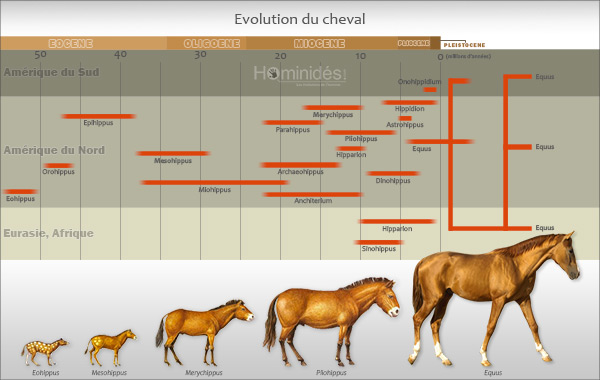 schéma de l'évolution du cheval