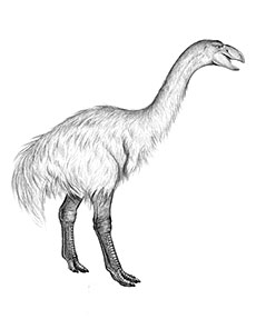 Extinction megafaune australie à cause de l'homme