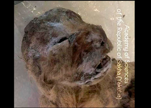 Le cadavre gelé de l'un des lionceaux des cavernes de plus de 10 000 ans en Sibérie