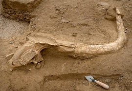 L'une des défense de mammouth découverte sur le site de Changis-sur-Marne
