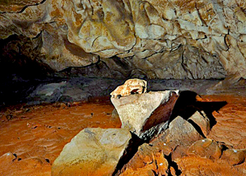 Crâne Ours Grotte Chauvet