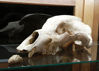 Crâne d'ours Mas d'Azil 