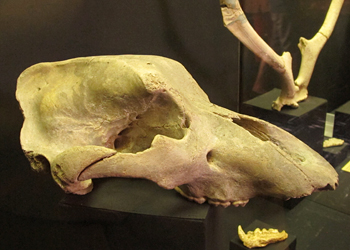 Crâne Ours des Cavernes - Musée d'Archéologie de Périgueux