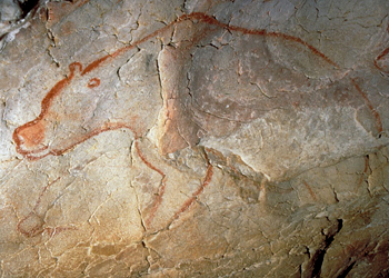 Ours de cavernes - Grotte Chauvet
