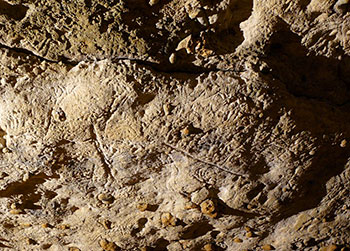 Ours grotte de Bara-Bahau