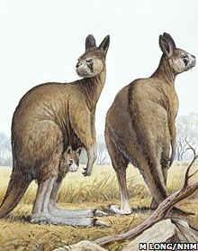 Disparition des kangourous géant en Australie, il y a 50 000 ans... 