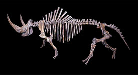 Squelette de Rhinocéros laineux