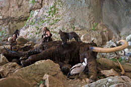 Chasse au mammouth par néandertal