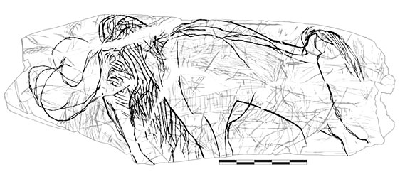 Relevé du Mammouth gravé à l'abri de la Madeleine