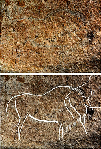 Bison