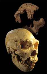 Crane Homo heildebergensis Sima de los Huesos