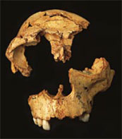 Crâne Homo antecessor présentant des traces de cannibalisme