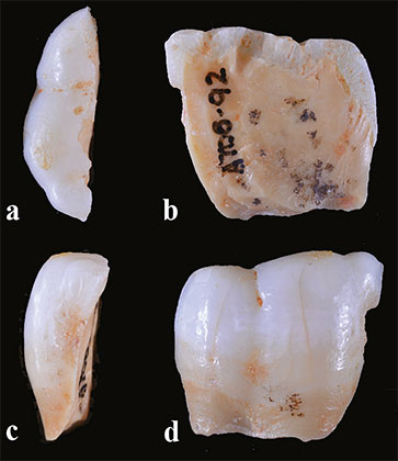 dent-800000-ans-atd6-92-atapuerca