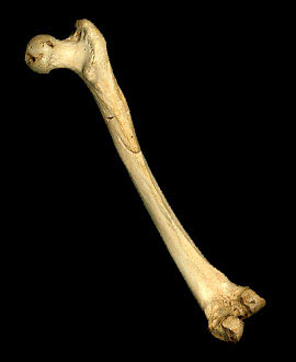 Fémur d'un Homo heidelbergensis trouvé à La Sima de los Huesos