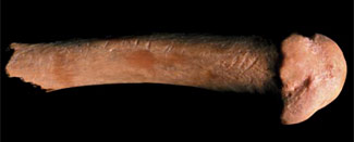 Os du bras attribué à Homo antecessor
