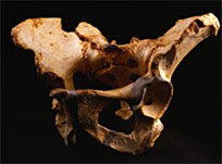 Pelvis très complet d'Homo heidelbergensis