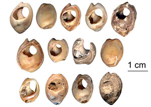 hommes préhisoriques et bijoux hommes préhisoriques et bijoux