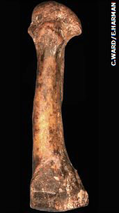 Le seul métatarsien d'australopitheque retrouvé