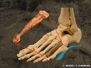 La position du quatrième métatarsien d'australopitheque
