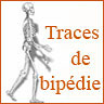 Squelette, Bipédie et Station debout