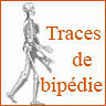 Traces de bipédie sur le squelette