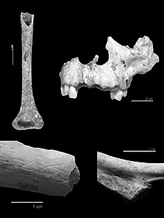 Cannibalisme humain aux grottes de Gran Dolina en Espagne