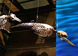 Squelette de cétacés - dauphin