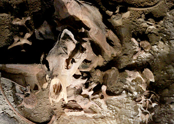 Ossements d'ours grotte Chauvet