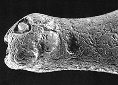 Le roc de Marcamps. Phallus à tête humaine