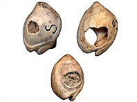 Collier de coquillages vieux de 100 000 ans