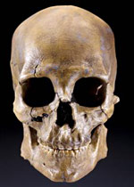 Crâne de l'homme de Kennwick
