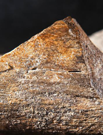 Os de fémur de mastodonte brisé par l'homme il y a 130000 ans en Californie