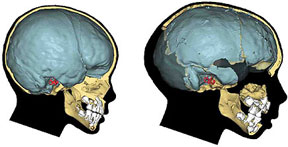 Crâne d'enfant Homo sapiens (gauche) et Homo neanderthalensis (droite)