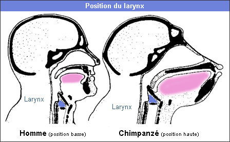 Qu'est-ce qui distingue l'homme de l'animal selon rousseau ? image