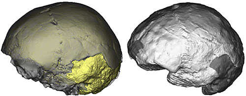 Images 3D du crâne de Mojokerto et de sa matrice sédimentaire et reconstruction de son endocrâne