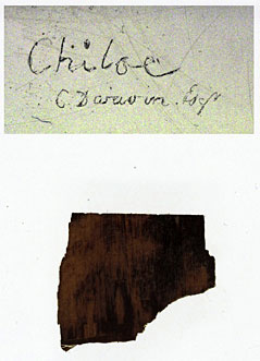 Bois fossilisé envoyé par Darwin lors de son voyage sur le Beagle