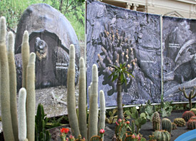 Cactus et tortue des Galapagos