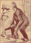 Darwin représenté sous forme de singe