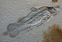 fossile coelacanthe