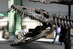 Plesiosaure