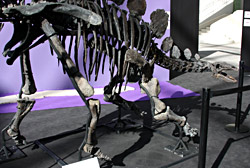 Stegosaurus - fossile entier
