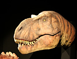 Tête de Tyranosaurus 