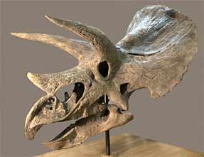 Tricératops - crâne