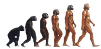 Evolution de l'homme du singe à quatre pattes à l'homme bipède