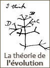 Théorie de l'évolution - Arbre dessiné par Charles Darwin