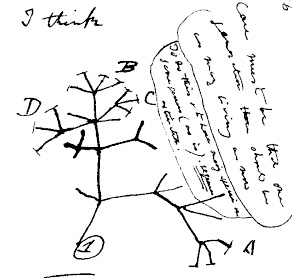 dessin de Charles Darwin pour expliquer les différentes espèces