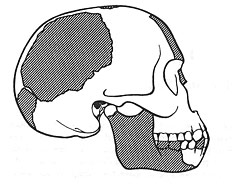 Reconstitution du crâne de Piltdown
