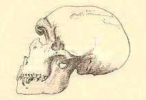 Crâne d'un Néanderhalien - La Ferrassie